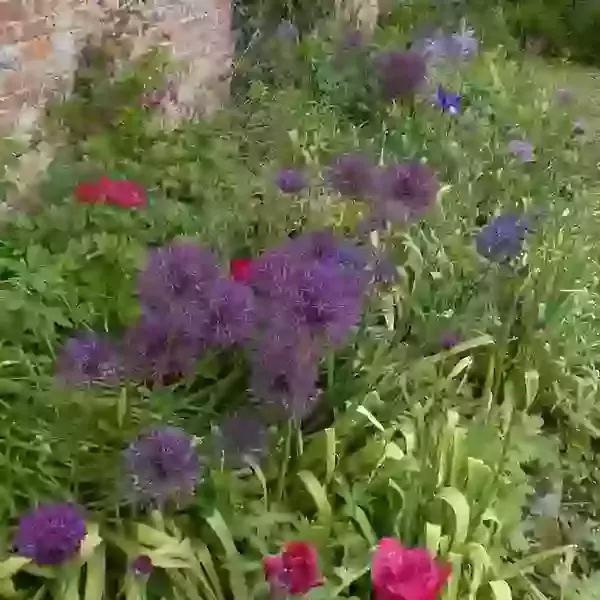 Alliums for the Herbaceous Border